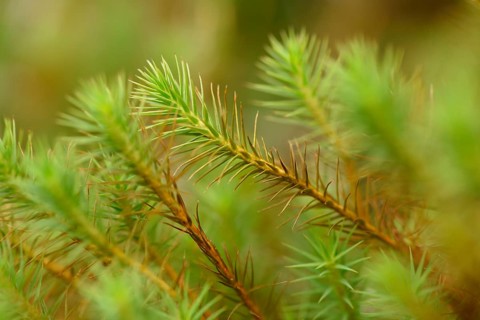 Close-up of haircap moss or hair moss (Polytrichum commune) on the forest floor in autumn