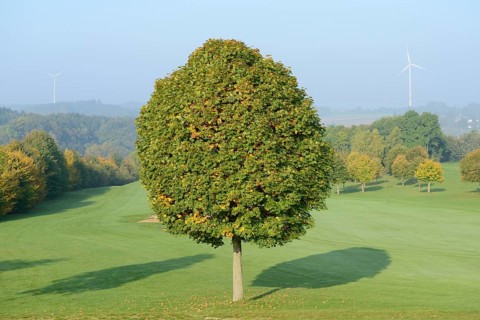 Landscape of a Norway maple (Acer platanoides) tree in autumn, Bavaria, Germany, Europe