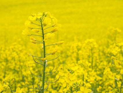 Rape in bloom in a rape field, near Riegersburg, Styria, Austria, Europe