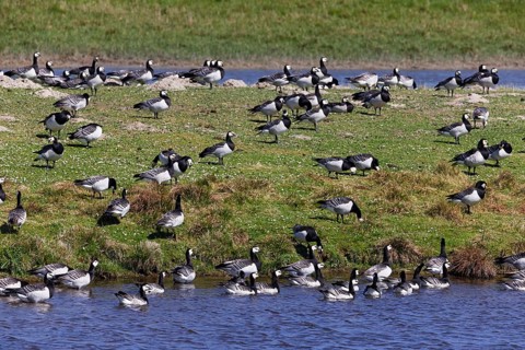 Barnacle geese, barnacle geese (Branta leucopsis), flock in a meadow by the water, North Sea coast,