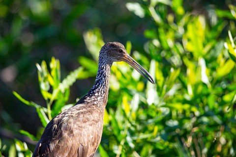 Limpkin (Aramus guarauna) Pantanal Brazil
