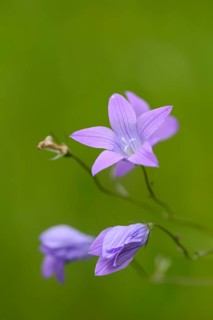 Close-up of spreading bellflower (Campanula patula) blossoms in a meadow in spring