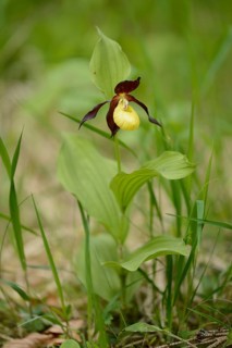 Close-up of lady's-slipper orchid (Cypripedium calceolus) blossoms in a forest in spring, Upper