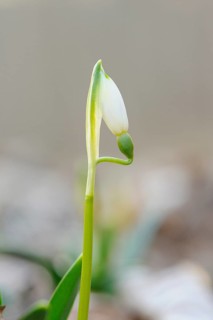 Close-up of a Spring Snowflake (Leucojum Vernum) blossom in spring, Bavaria, Germany, Europe