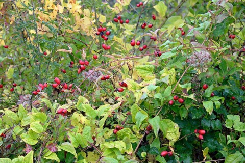 Clematis vitalba and Rosaceae with fruiting plants, autumn, Moselle, Rhineland-Palatinate, Germany,