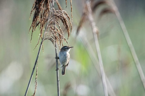 Sedge warbler (Acrocephalus schoenobaenus), Lower Saxony, Germany, Europe