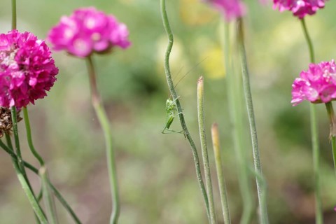 Speckled bush-cricket (Leptophyes punctatissima), larva, flower, macro, The young grasshopper holds