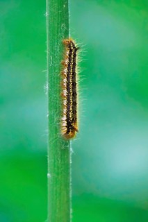 Caterpillar of the drinker moth (Euthrix potatoria), May, Saxony, Germany, Europe
