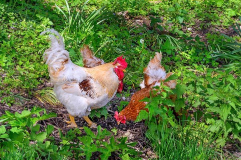 Free-range domestic chickens with Han (Gallus gallus domesticus, also Gallus domesticus), Allgaeu,