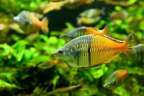 Close-up of Boeseman's rainbowfish (Melanotaenia boesemani) in an aquarium