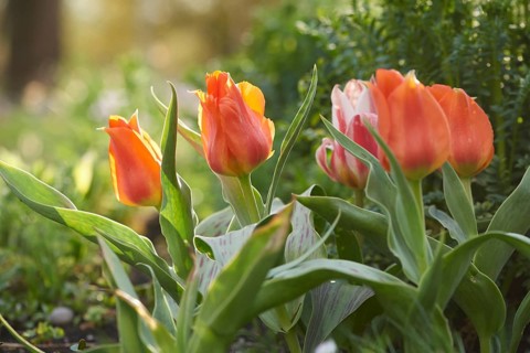 Close-up of garden tulip (Tulipa spec.) blossoms in spring
