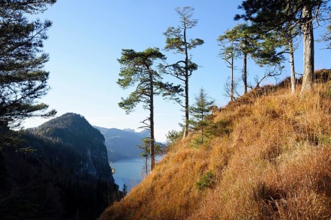 Landscape of Scots pine (Pinus sylvestris L.) trees growing on a mountain near lake Mondsee in