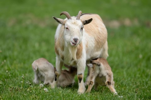 Close-up of domestic goat (Capra aegagrus hircus) mither with her kids on a meadow in spring