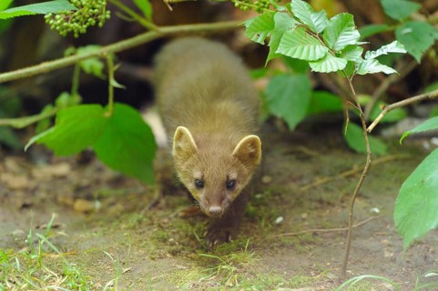 Close-up of a European pine marten (Martes martes) youngster in a forest in early summer