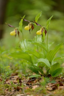 Close-up of lady's-slipper orchid (Cypripedium calceolus) blossoms in a forest in spring, Upper