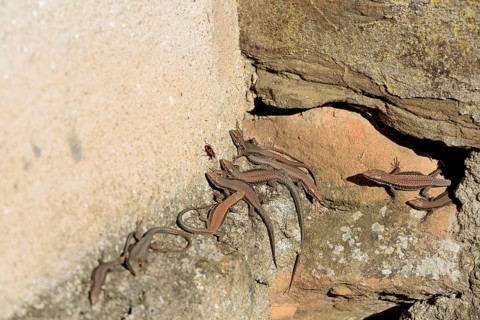 Viviparous lizards (Zootoca vivipara) observing a fire bug (Pyrrhocoridae), Moselle,