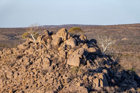 Leafless trees growing on a rocky barren hill, tree with white bark, Hobatere Concession, Namibia,