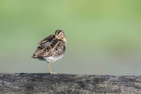 Common snipe (Gallinago gallinago) sitting on a pasture fence, Lower Saxony, Germany, Europe