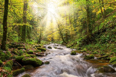 Grobbach in the northern Black Forest near Geroldsau, autumn, sun, Baden-Baden, northern Black