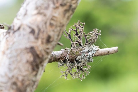 Tree moss (Pseudevernia furfuracea), dark underside of the lichen also known as tree moss, Harz