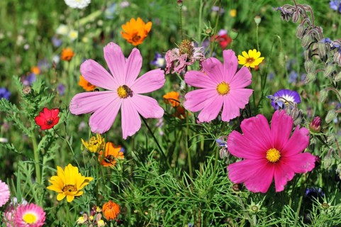 Mexican aster (Cosmea bipinnata), Schwaebisch Gmuend, Baden-Wuerttemberg, Germany, Europe, Vibrant