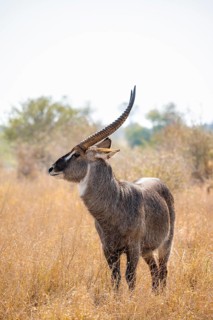 Ellipsen waterbuck (Kobus ellipsiprymnus), adult male in dry grass, Kruger National Park, South