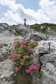 Alpine rose blossom, rhododendron, Koblat-Hoehenweg on the Nebelhorn, Allgaeu Alps, Allgaeu,