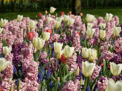 Flower bed with white, pink and purple hyacinths and tulips next to a large tree in spring, many