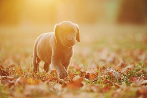 Labrador Retriever puppie on a meadow in autumn, Germany, Europe