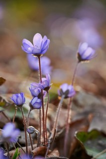 Common hepatica (Anemone hepatica) Blossoms in a forest, Bavaria, Germany, Europe