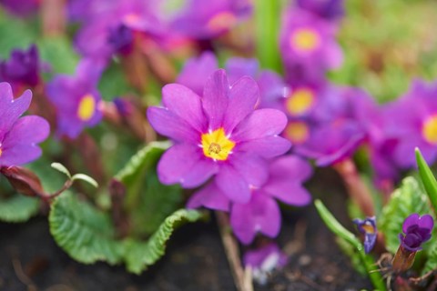 Close-up of pink primula (Primula vulgaris) blossoms in a garden in spring, Bavaria, Germany,