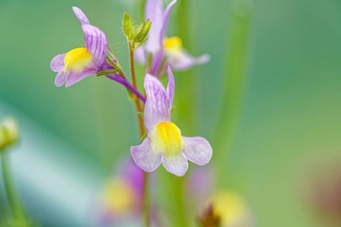 Macro photograph of a purple-yellow flower against a blurred green background, Moroccan toadflax