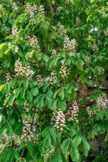 Spring, blossoms of the common horse-chestnut (Aesculus hippocastanum), Allgaeu, Bavaria, Germany,