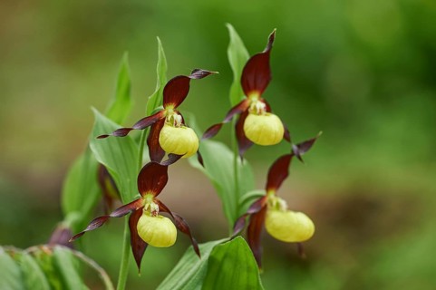 Close-up of lady's-slipper orchid (Cypripedium calceolus) blossom in a forest in early summer