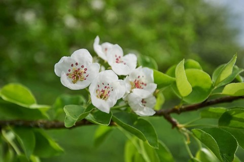 Close-up of peach (Prunus persica) blossoms in spring