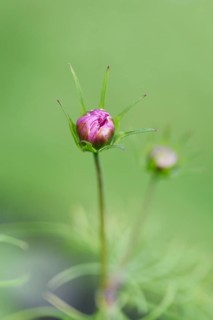 Close-up of a garden cosmos or Mexican aster (Cosmos bipinnatus) blossom in a garden in summer