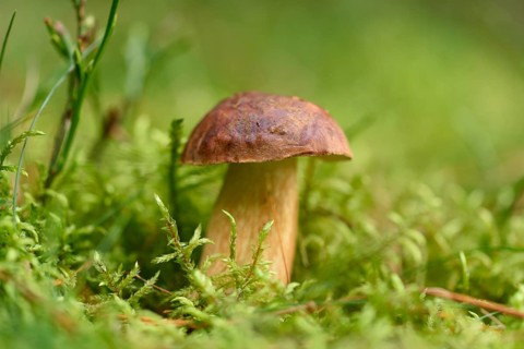Close-up of a bay bolete (Boletus badius) on the forest floor in autumn