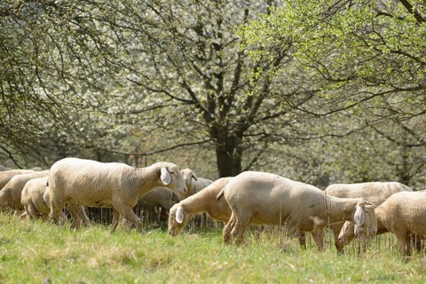 Close-up of a herd of house-sheep (Ovis aries) in a fruit grove in spring