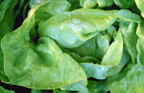 Fresh green lettuce leaves with water droplets Lactuca sativa var. capitata