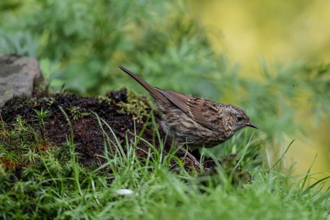 Dunnock (Prunella modularis), Emsland, Lower Saxony, Germany, Europe