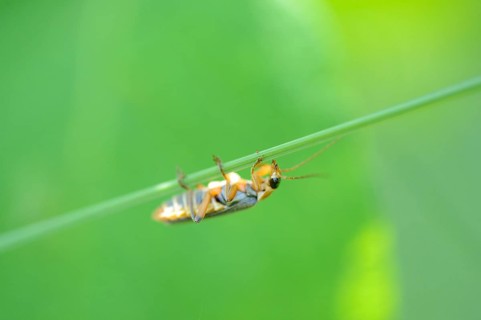 Close-up of soldier beetle (Cantharis fusca) in a meadow in spring