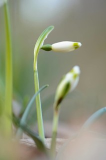 Close-up of Spring Snowflake (Leucojum Vernum) blossoms in spring, Bavaria, Germany, Europe