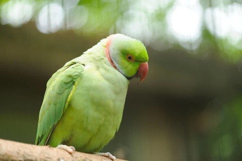 Close-up of a Rose-ringed Parakeet (Psittacula krameri) sitting on a branch