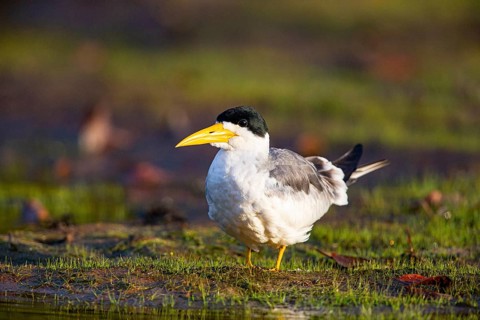 Large-billed Tern (Phaetusa simplex) Pantanal Brazil