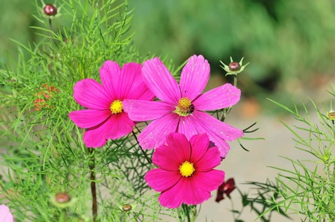 Basket of jewellery, Cosmea (Cosmea bipinnata), Schwaebisch Gmuend, Baden-Wuerttemberg, Germany,