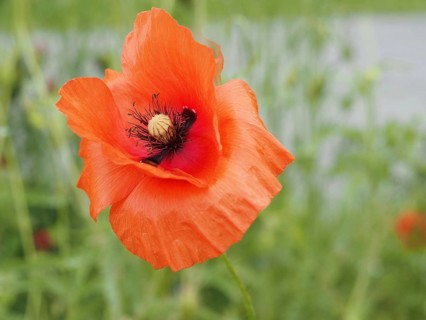Poppy (Papaver), close-up with focus stacking, near Heimschuh, Styria, Austria, Europe