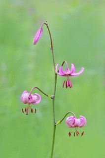 Martagon lily (Lilium martagon) in a forest in spring, lily family, medicinal plant, macro, nature
