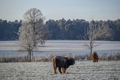Two cows on a frozen meadow with trees in the background in a wintry landscape, hoarfrost on