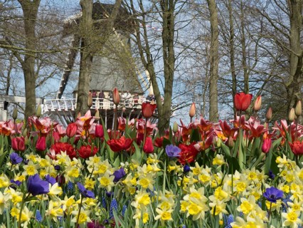 Blooming tulips and daffodils in front of a windmill in a spring landscape with trees, many