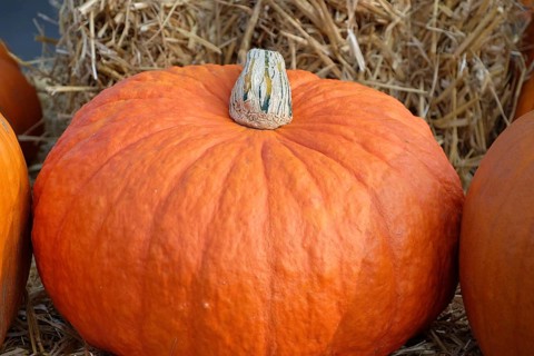 A large hear on a background of straw in an autumnal scenery, many colourful pumpkins for